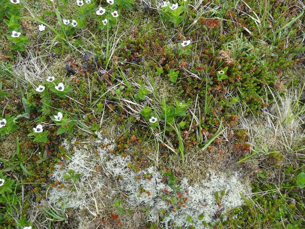 Typiske arter i kystlynghei: Røsslyng, fjellreinlav, heigråmose og