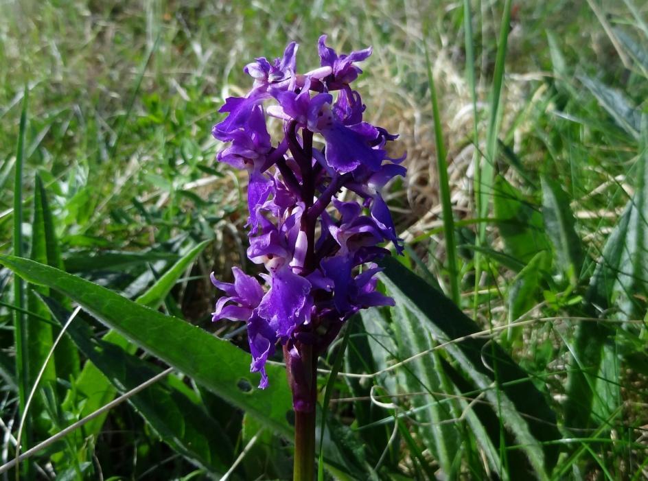 Vårmarihand en vakker og tidligblomstrende orkidé som er utbredt på