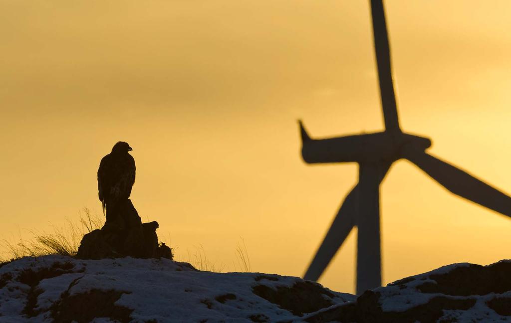 Fuglevennlig plassering av vindturbiner Fugler som bruker svevende