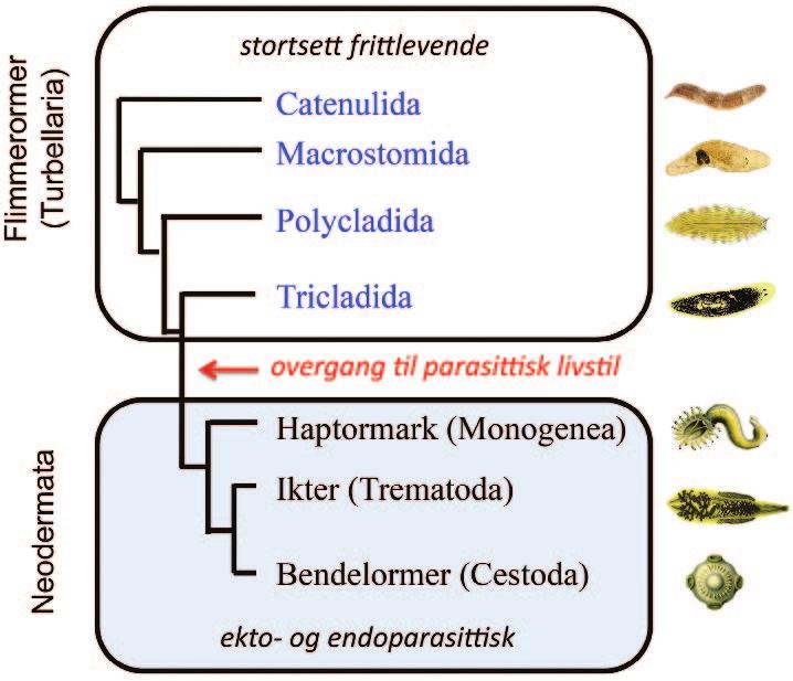 Figur 1 Fylogenetiske slektskapsforhold innen flatmark (rekke Platyhelminthes). Artsdiversiteten er høyest innenfor underrekken Neodermata.