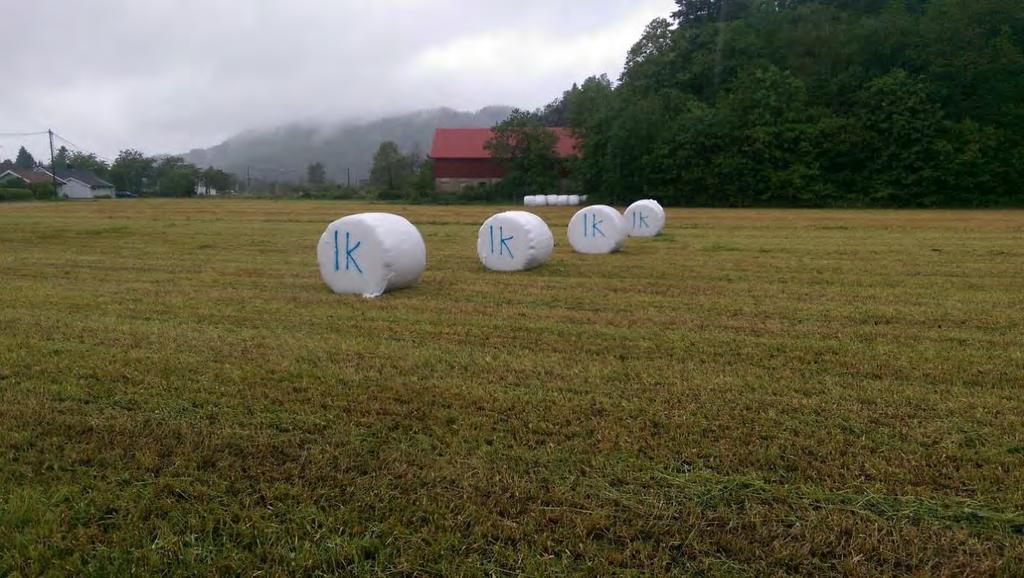 Grovfôrt Kg ts/daa 1200 1000 800 600 400 200 0 Storskala: Rødkløversorter og kalium, avling Timotei/Reipo + 5 kg kalium Timotei/Lea uten tilførselav kalium 1 slått 2 slått Dette feltet ble veldig bra