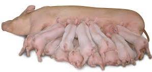 Eit smakeleg og energirikt fôr, med protein- og aminosyreinnhald tilpassa den unge grisen.