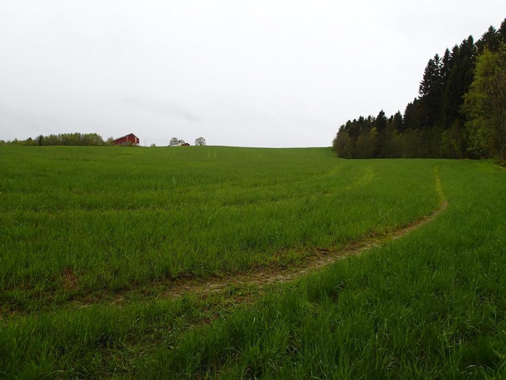 Ved å etablere en vel 30 meter bred sone med vegetasjon i nordkanten av planområdet, vil dette bidra til å skjerme den økologiske korridoren fra forstyrrelser fra boligområdet.