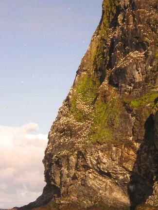 Store delar av Runde er naturreservat, med vernereglar for fugleliv, botanikk og geologi.