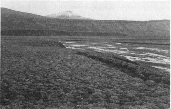 [113] 9 Flg. 4. Polygonmark på terrasse i Sassendalen, Spitsbergen. I denne terrasse fins også jordbunnsis. Dette framgår tydelig av den måte hvorpå elvebrlnken er under. gravet og brutt ned.