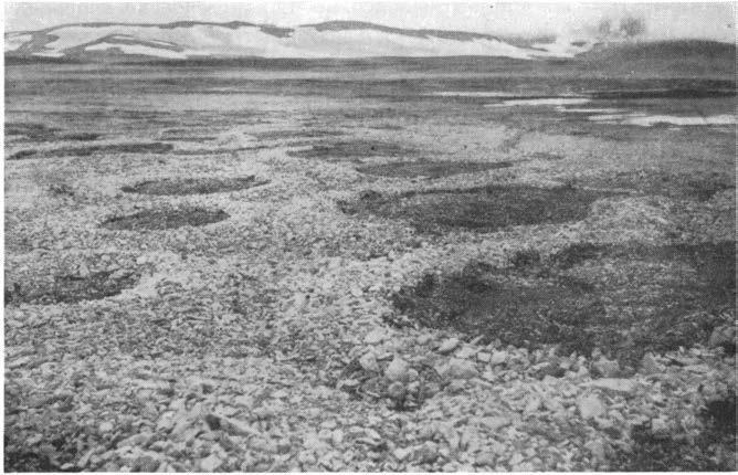 [109] 5 Fig. 2. Strukturmark på sterkt steinholdlg grunn på Kvadehuken, Spitsbergen.