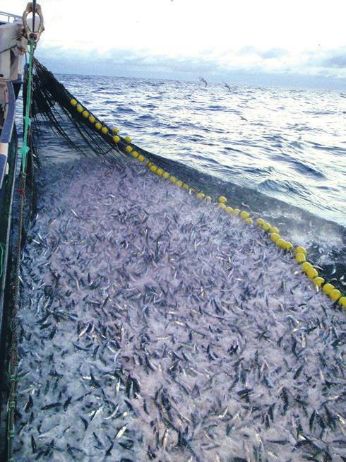 48 Meld. St. 22 2016 2017 Figur 5.2 Fangstene som hvert år landes av den norske fiskeflåten representerer store verdier. Foto: Havforskningsinstituttet.