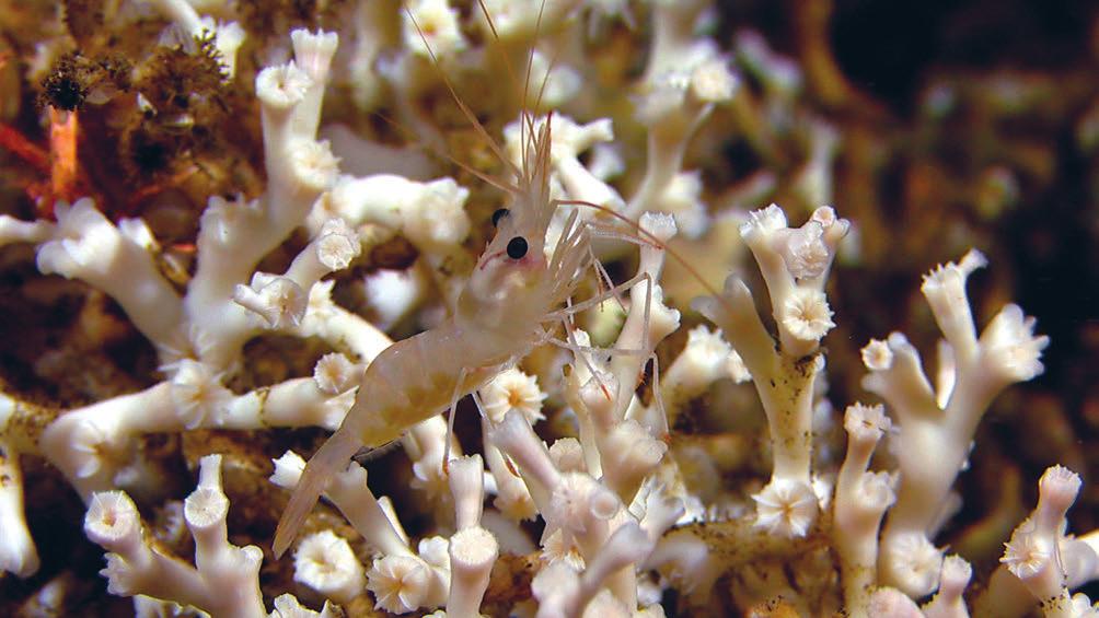 58 Meld. St. 22 2016 2017 Figur 6.1 Kamuflasje Korallrev, korallskoger og svamper er fastsittende dyr som danner leveområder og skjulesteder for mange virvelløse dyr og fisk.