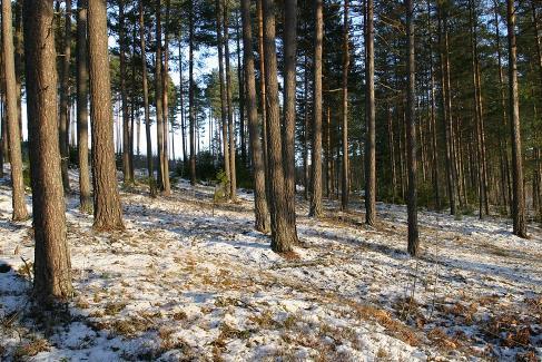 Land use, land-use change and forestry (LULUCF): FELLES UTSLIPPSFORPLIKTELSER MED EU