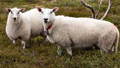 sauen og geita (og elgen, hjorten og rådyret): Foredle lavverdig