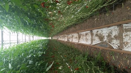Dyrking i bakken Dyrking i sekker Torvsekkene inneholder noe gjødsel med siden tomat er intensiv produksjon blir det tilført raskt flytende organisk næring.