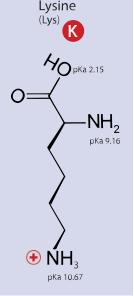 I dette ph området vil syre delen av peptidet bestående av glutamin (E) med pka verdi på 4,15 og enden av peptidet bestående av lysin (K) sin syre del med pka verdi på 2,15 være ladet (se figur 6.6.7).