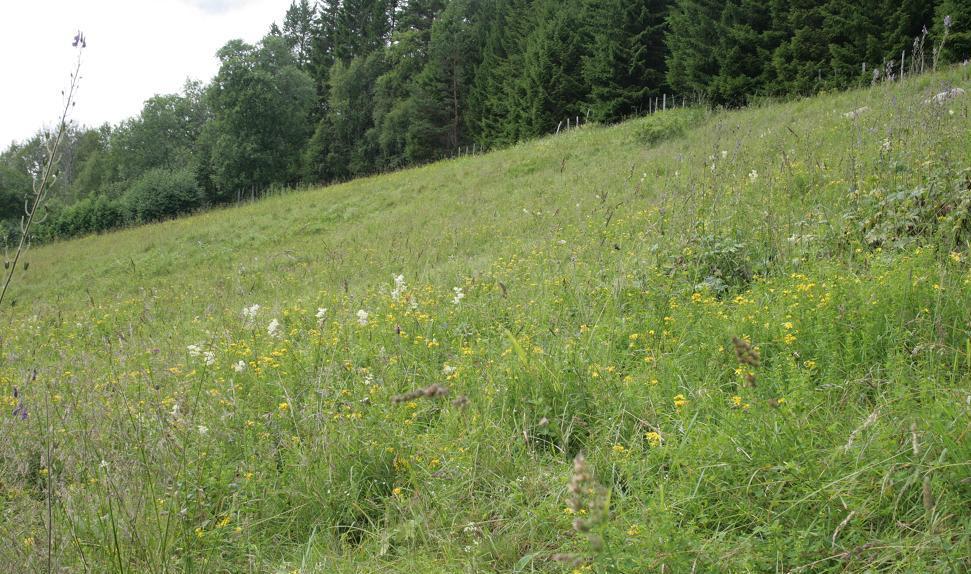 15 Bilde Figur 3. Foto; Øystein Folden 27.07.2011. Bildet er tatt fra langt øst i lokaliteten, mot nordvest.