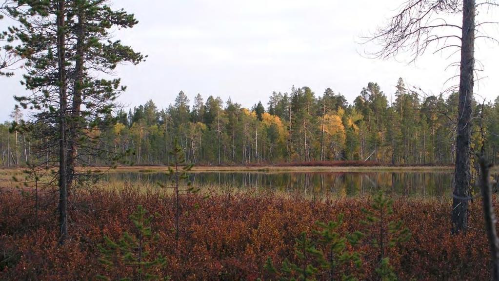 Figur 87. Lokaliteten grenser i nord mot myr og et lite tjern med naturtypelokalitet 1015 på andre siden. Foto O. Manninen.