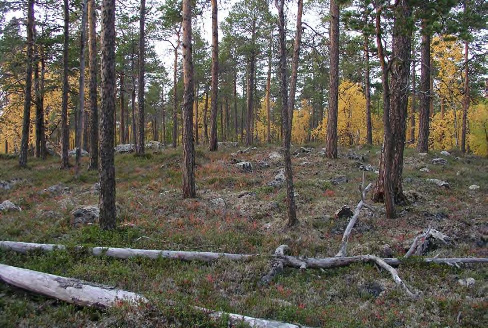 Figur 88. Småvokst glissen eldre skog med spredte læger kjennetegner lokaliteten. Foto O. Manninen.