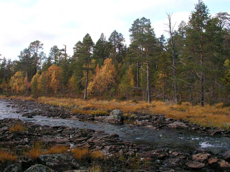 Beliggenhet og avgrensning: Lokaliteten ligger ganske langt nord i Pasvikdalføret grensende mot store Sametti - Skjelvatnet naturreservat i vest og nord.