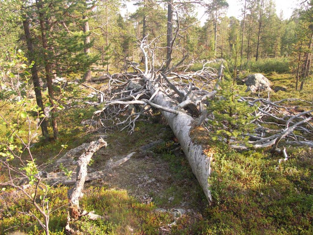 Figur 98. Lokaliteten har flersjiktet skog med trær i alle aldre og nedbrytningsstadier. Skjøtsel og hensyn: For å sikre de svært høye naturverdiene må skogen unntas all form for hogst.