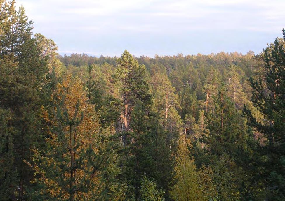 Figur 99. Lokaliteten har store areal med urskog og urskogsnær skog med store naturverdier. Verdibegrunnelse: Det vurderes at dette er en svært viktig (A) naturtypelokalitet.