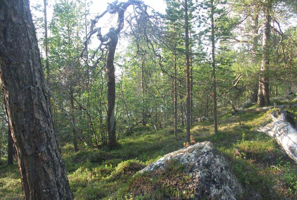 Figur 102. Urskogsnær skog nær Store Sametti.