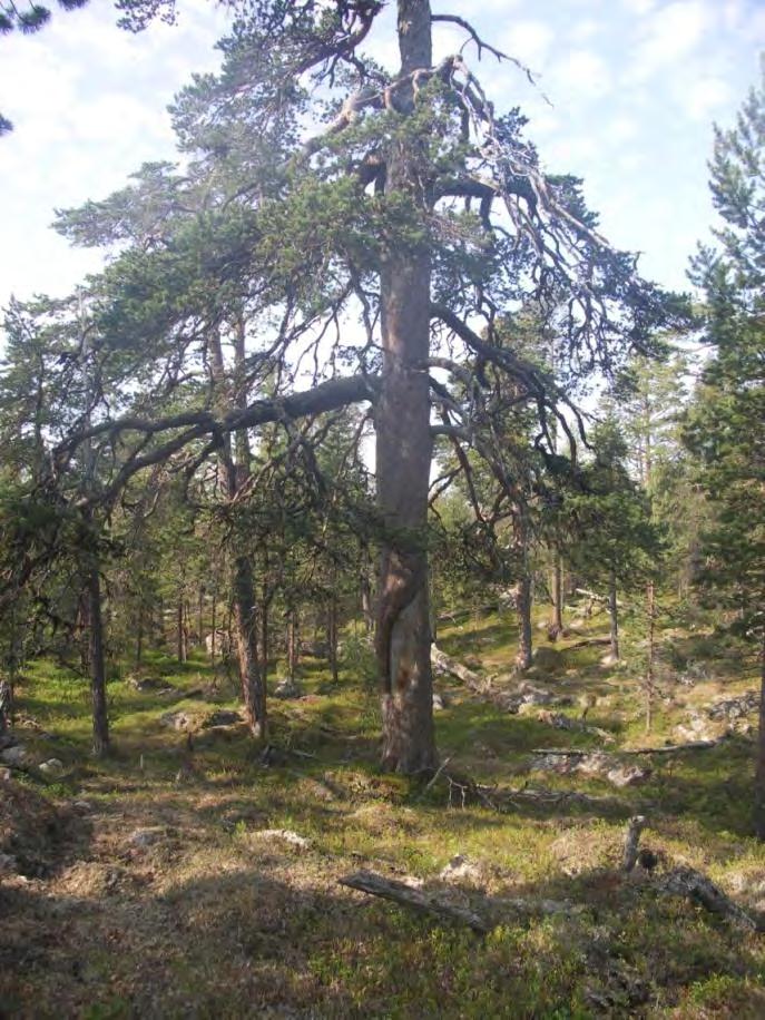 Flere større og mindre vann finns i området og flere myrer av varierende størrelse.