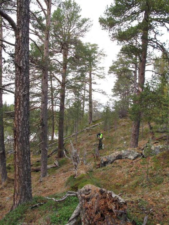 Figur 108. Spesielt i de mer høyereliggende deler har skogen et utpreget fjellskogspreg.