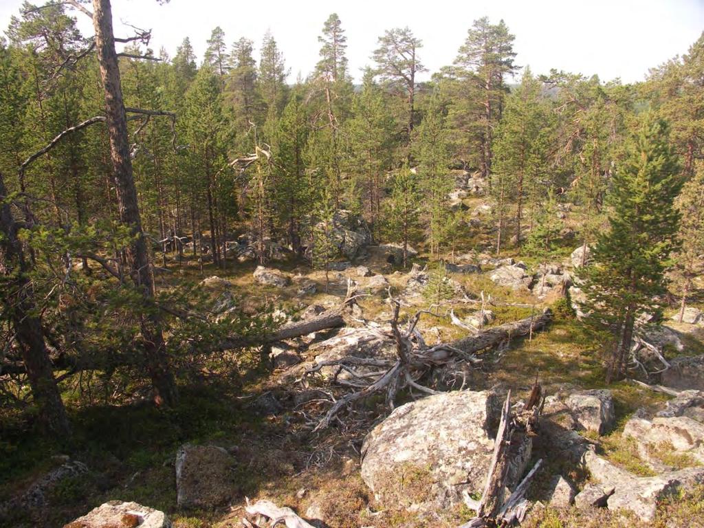 Figur 109. Naturtypelokaliteten inneholder store areal med lite påvirka naturskog som har svært store naturverdier. Verdibegrunnelse: Det vurderes at dette er en svært viktig (A) naturtypelokalitet.