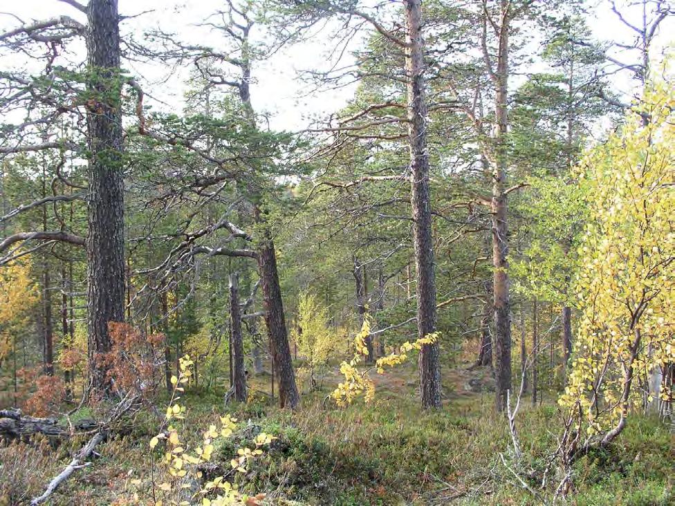 Figur 113. Lokaliteten har gammel naturskog med viktige naturkvaliteter.