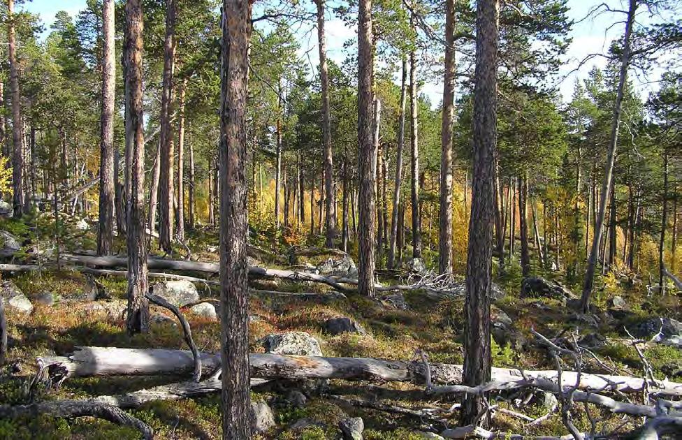 Lokalitet Naturtype Utforming Areal Verdisetting (1019) Skjelbekkmyra (1) Gammel barskog (1) Gammel furuskog 332 dekar Viktig (B) Innledning: Dette er en ny lokalitet, og beskrivelsen er basert på