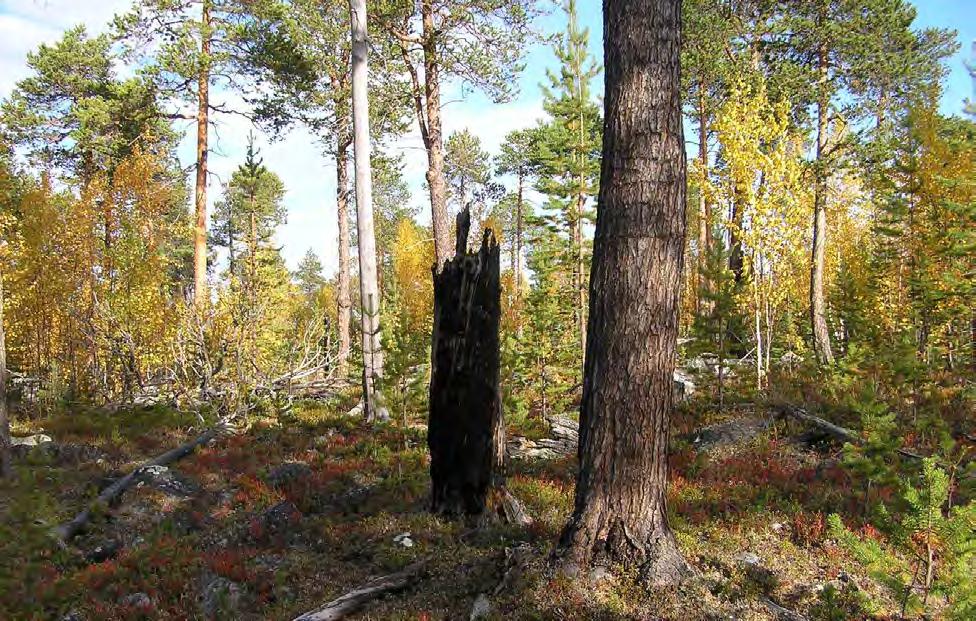 Figur 129. Gammel stedvis urskogsnær furuskog dominerer lokaliteten.