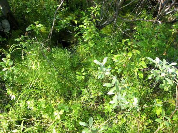 Bruk, tilstand og påvirkning: Skogen er småvokst og har sikkert vært en del brukt til vedhogst før. Fysiske inngrep av betydning ser ut til å mangle, med unntak av vegen i nedkant.