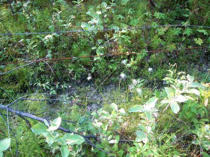 Bruk, tilstand og påvirkning: Skogen har sikkert vært en del brukt til vedhogst før. Fysiske inngrep av betydning ser ut til å mangle, med unntak av vegen i nedkant og dels i lia på østsida.