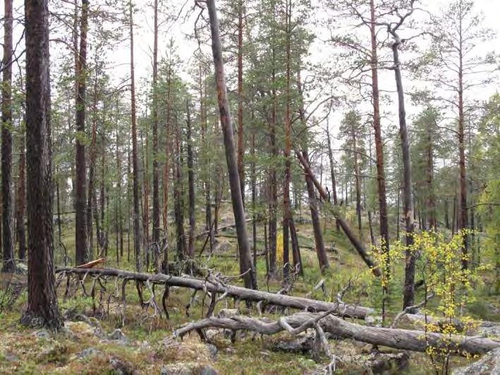 Figur 11. Skogen er åpen, énsjiktet og har generelt spredt med død ved. Artsmangfold: Furuskogen ser ut til å ha en rik flora av arter som er knyttet til biologisk gammel furuskog.
