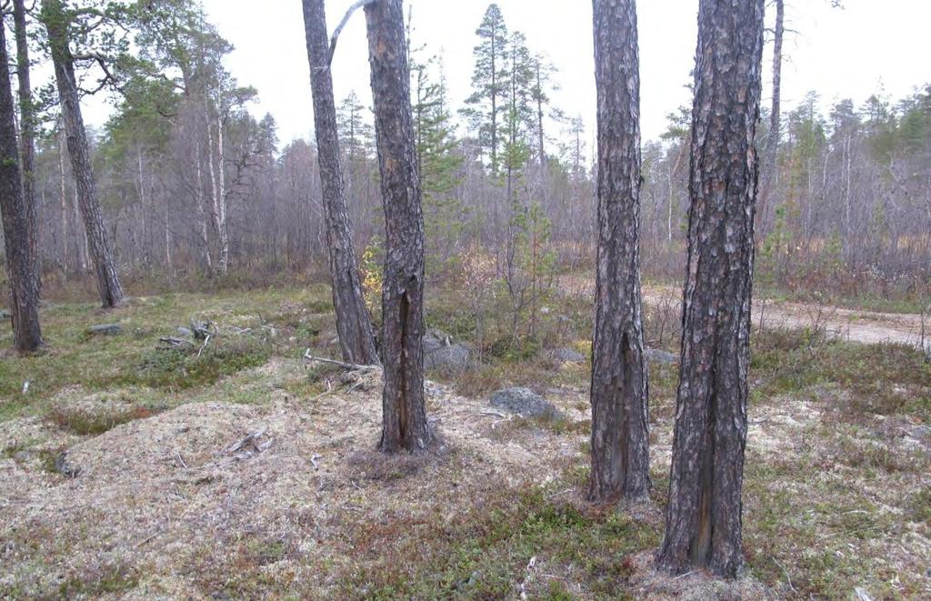 Figur 13. Brannlyrer i samtlige furutrær i deler av området. Skogsbilvegen i bakgrunnen. Skjøtsel og hensyn: For å sikre de svært høye naturverdiene må skogen unntas all form for hogst.