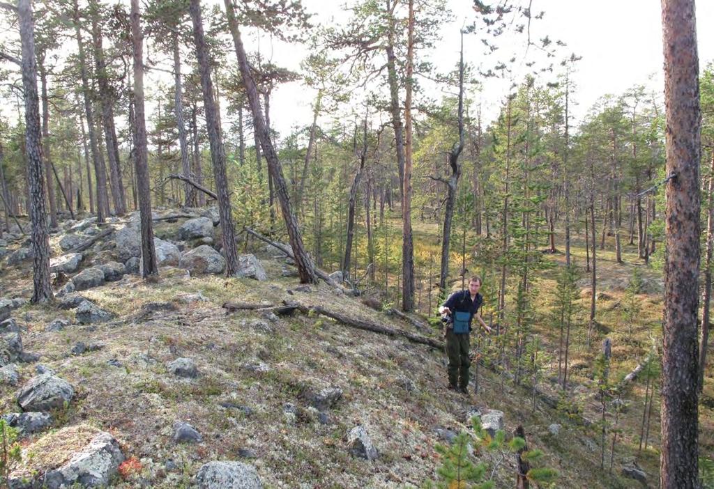 Figur 16. Nokså tettstammet énsjiktet urskog ved Magesekkvatnet oppkommet etter tidligere hard brann som drepte alle stående trær.