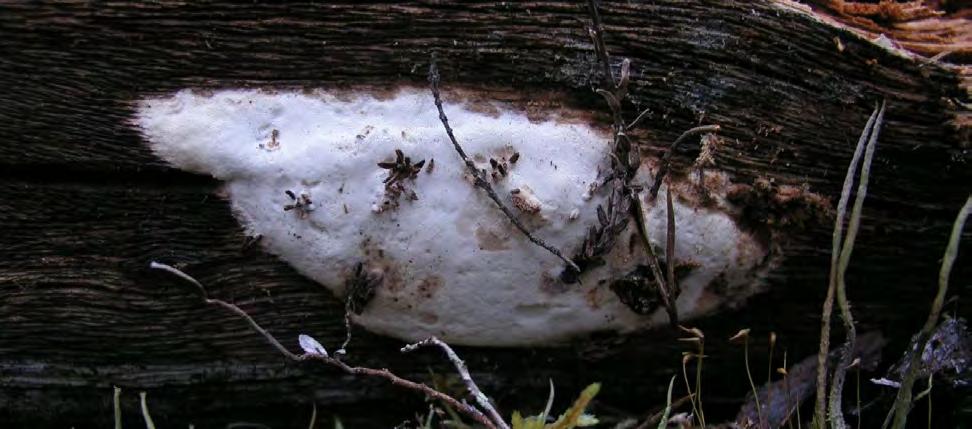 man ser det ellers i landet, har simpelthen ikke funnet sted i denne delen av Pasvik, og man har her en unik mulighet til å bevare biologisk mangfold i furuskog.