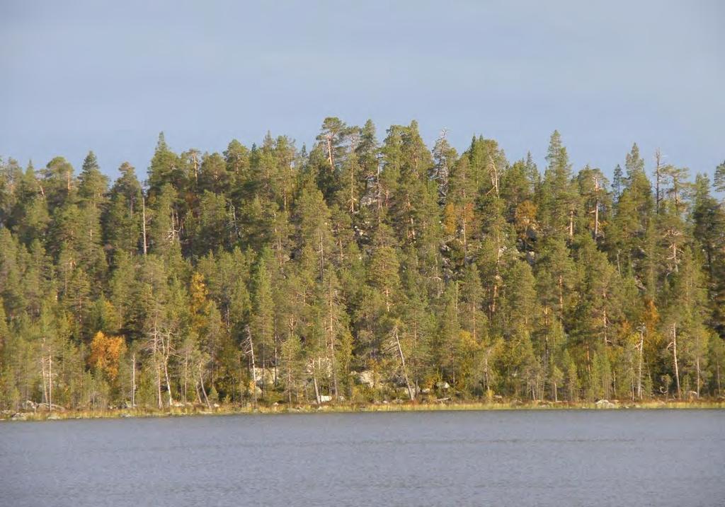 påvirka skog. Fra Føllvasshøgda.