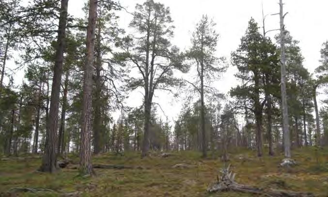 Skogen langs veien er hovedsak urskog eller urskogsnær skog, og stedvis ses enkelte gamle stubber uten at dette nevneverdig har endret skogstrukturen. Nederst: Skog i aldersfase, dvs.