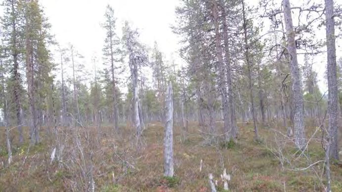 Trærne her har større kroner og flere og grovere greiner.
