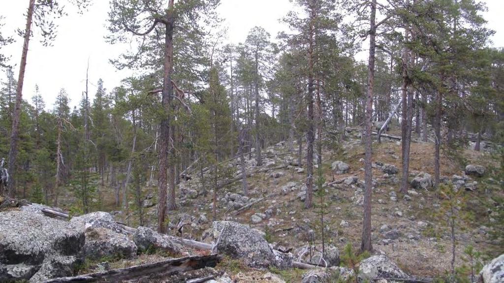 Naturtype, utforminger og vegetasjonstyper: Lokaliteten har en del topografi i form av halvlange lisider, mindre lisider med små daler og en del koller. I nord er terrenget roligere.