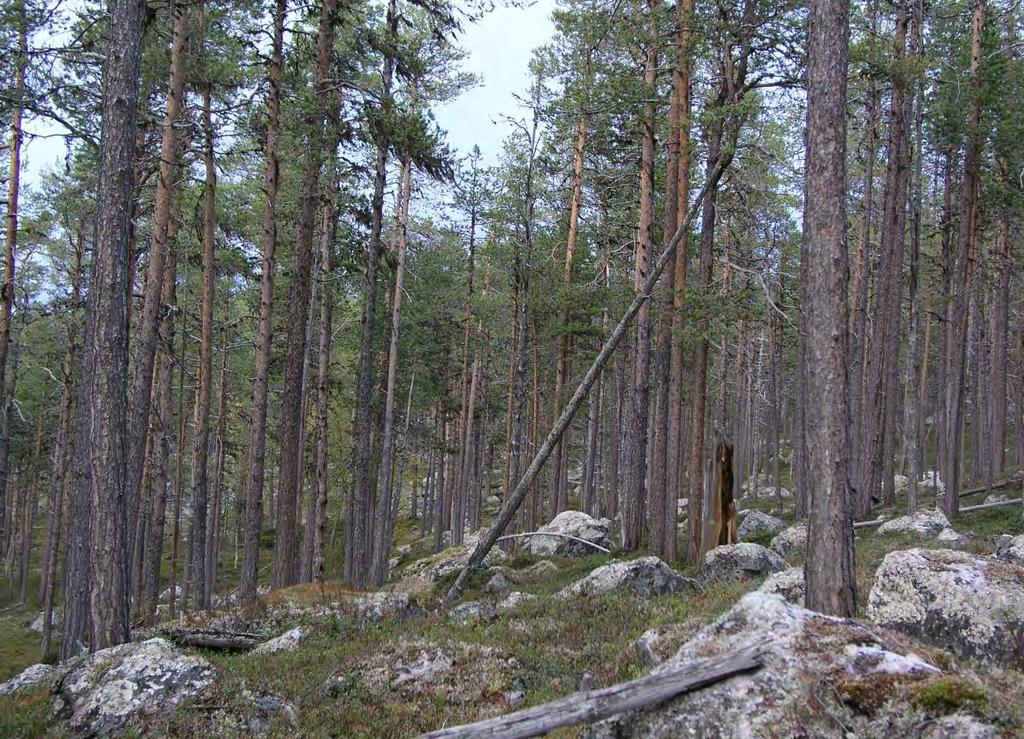 Figur 30. Nokså tettstamma urskog i optimalfase på Steinfjellet oppkommet etter hard brann. Foto Sini Saarela. Figur 31.