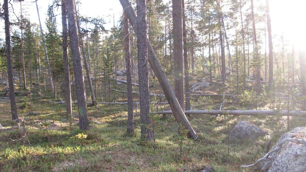 Dette er skog hvor skogen har gått i oppløsning og produsert en god del død ved samtidig som det er blitt forynget en del mindre trær i hullene