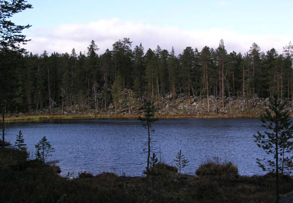 Figur 36. Kveldsstemning i urskogen ved vann 159 m.o.h. på Hallerfjellet. Verdibegrunnelse: Det vurderes at dette er en svært viktig (A) naturtypelokalitet.
