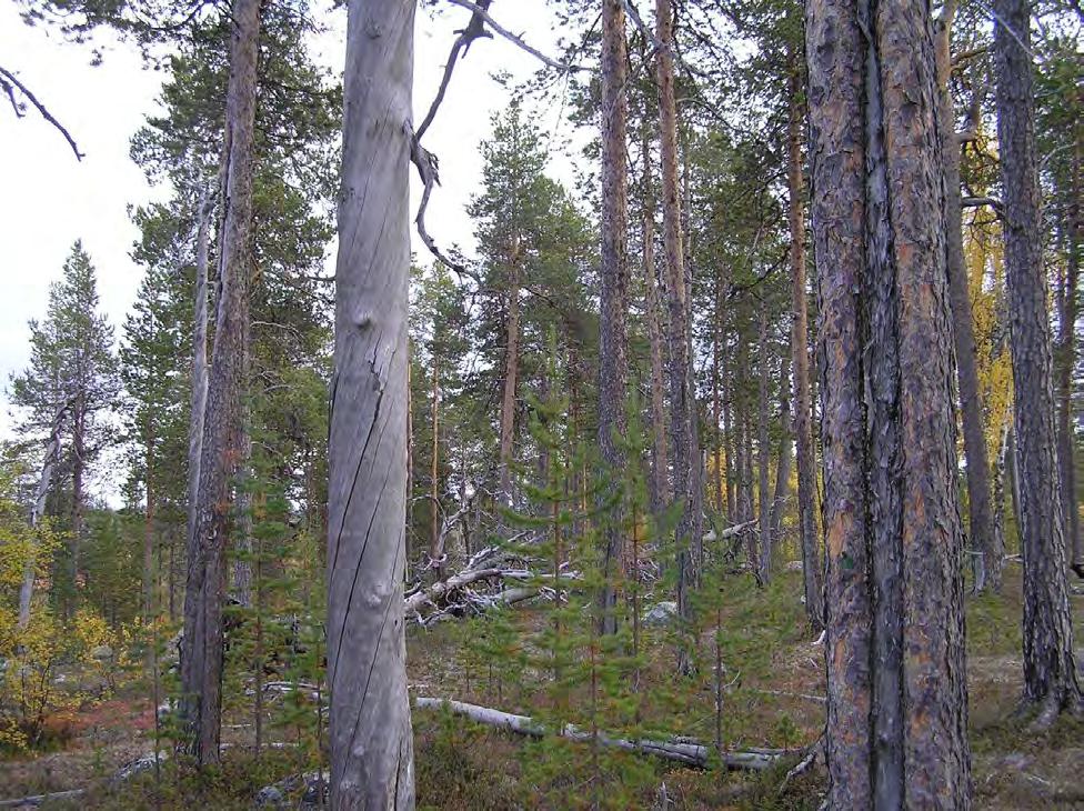 Figur 41. Urskog i bledningsfase. Legg merke til den høye brannlyra i furua til høyre. Siste brann har ikke vært så hard at trær har dødd, og brannen har bidratt til foryngelse av småtrær.