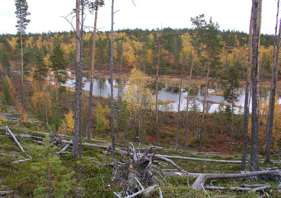 Lokalitet Naturtype Utforming Areal Verdisetting (1005) Gjøkmyra-Tommamyra (del av Pasvik landskapsvernområde) (1) Gammel barskog (1) Gammel furuskog 13 196 dekar Svært viktig (A) Innledning: Dette