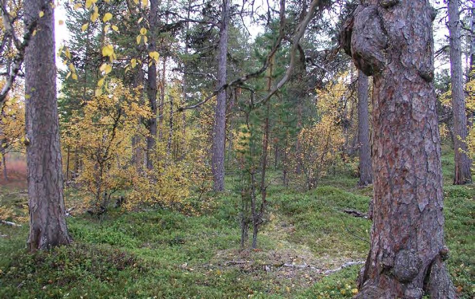 Naturtype, utforminger og vegetasjonstyper: Topografien i lokaliteten er flat og rolig kun avbrutt av et mindretall slakt avrunda koller og hauger.