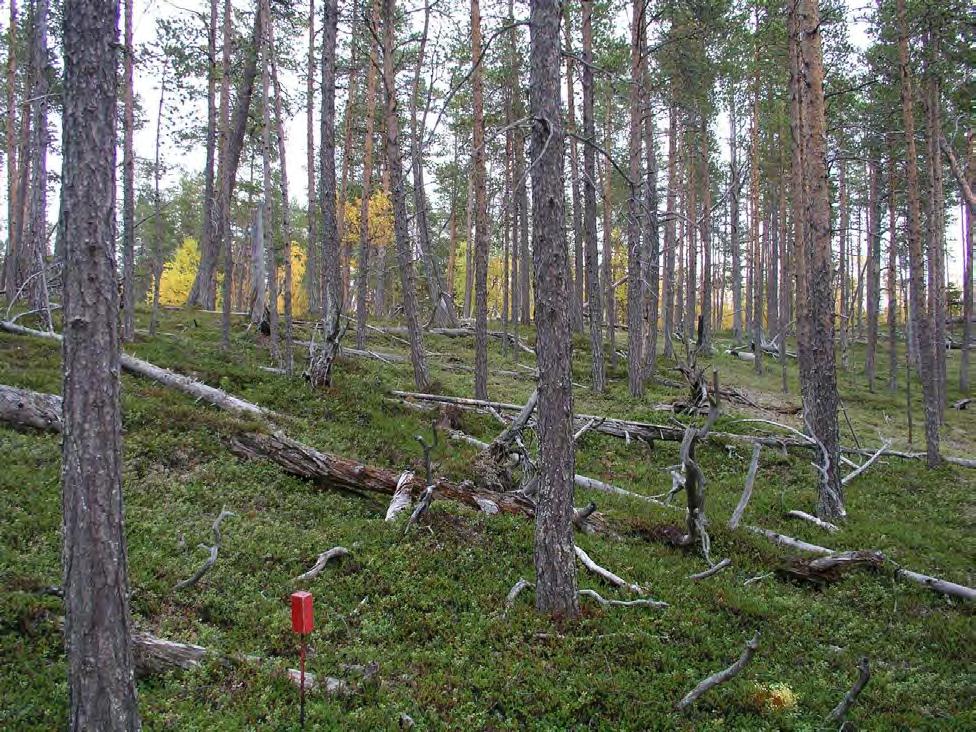 Figur 52. På grunnlendte tørre rygger har skogen i langt større grad enn i fuktige forsenkninger vært påvirket av harde skogbranner.