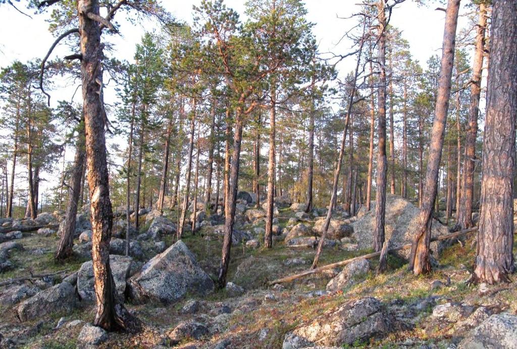 Figur 57. Skogen er til dels svært småvokst noe som skyldes det steinete jordsmonnet og trolig tidligere harde branner.