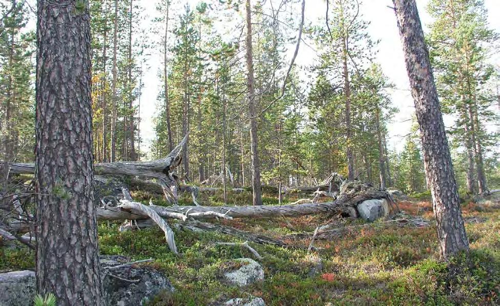 Lokalitet Utforming Areal Verdisetting (1018) Spurvbekken-Emanuelbekken (1) Gammel furuskog 1 439 dekar Viktig (B) Innledning: Dette er en ny lokalitet, og beskrivelsen er basert på feltarbeid utført