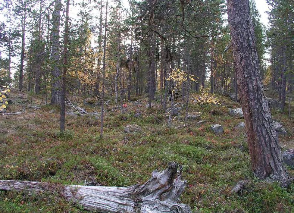 Naturtype, utforminger og vegetasjonstyper: Lokaliteten består av fattig noe småvokst i all hovedsak flersjikta furuskog på noe grunnlendt mark og stedvis med innslag av fattig fuktig skog