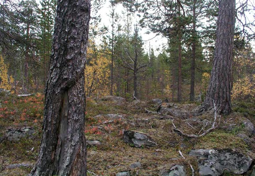 Figur 69. Brannlyre på treet i forkant og representant for de grovere furuene i bakkant. Artsmangfold: Det er gjort få funn av vedboende arter.